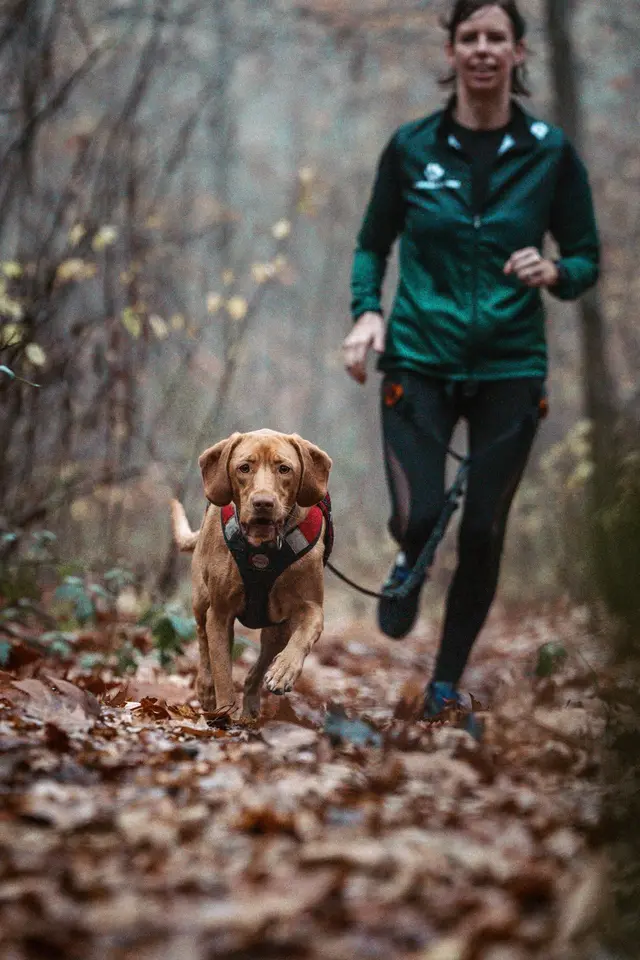 Bibi, hongaarse vizsla, tijdens een canitrail