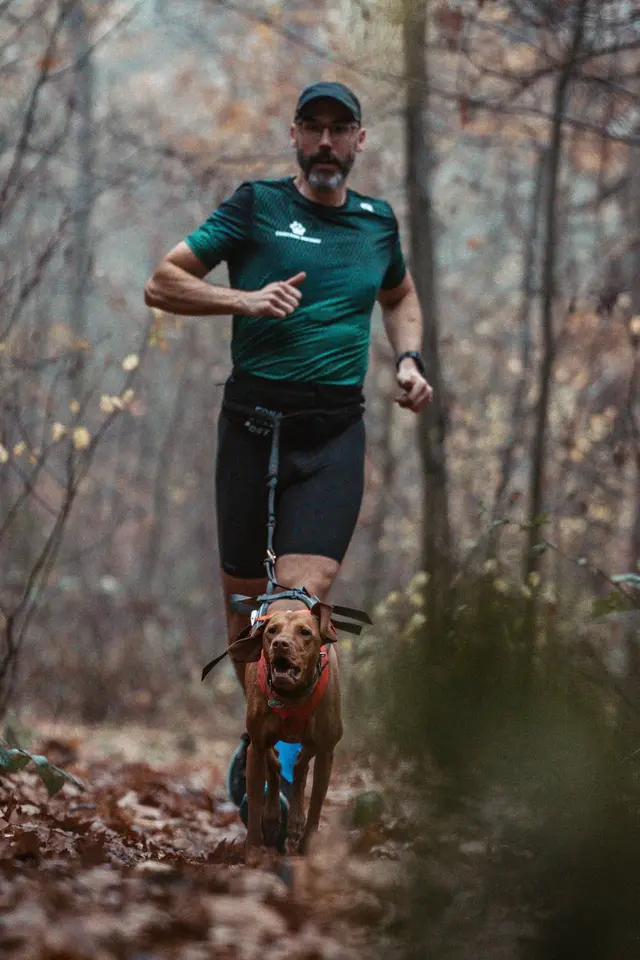 Pien, hongaarse vizsla, tijdens een canitrail