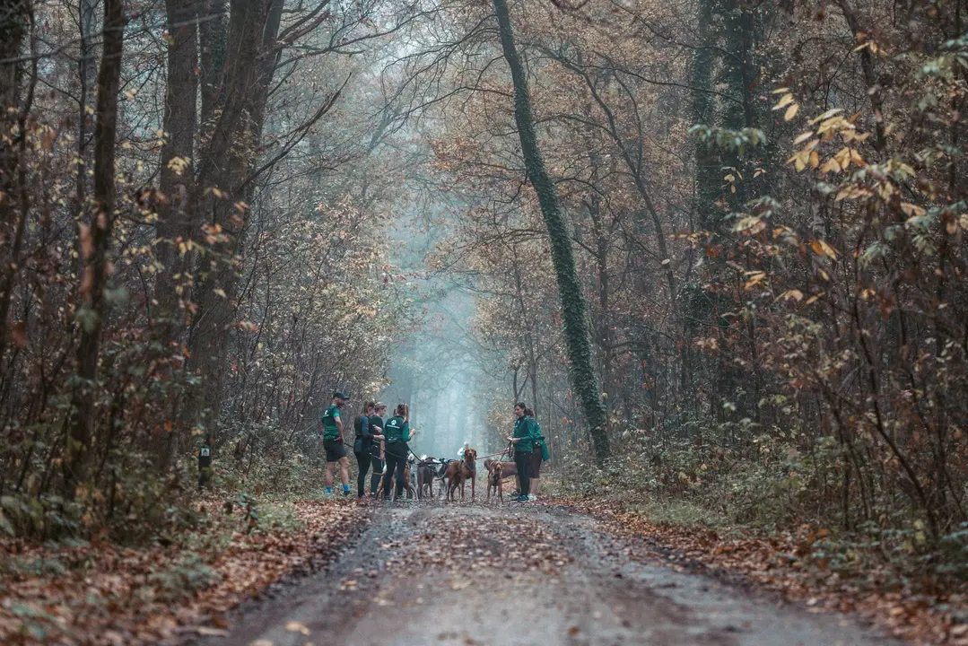 Groep in het herfstbos