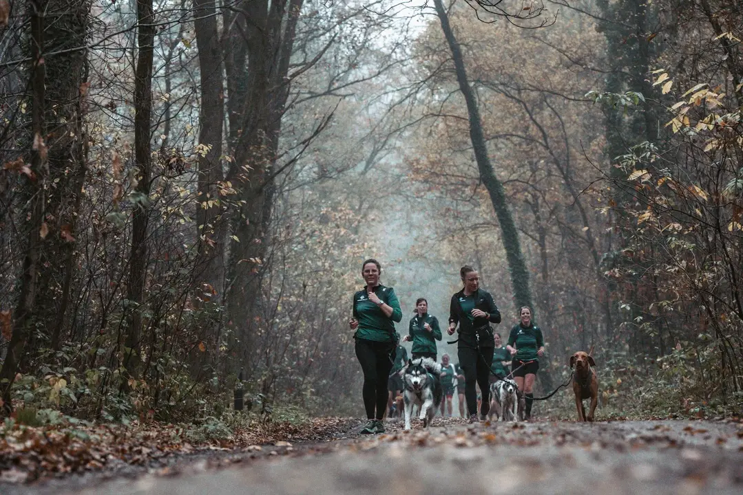 Lopers met honden in de mist