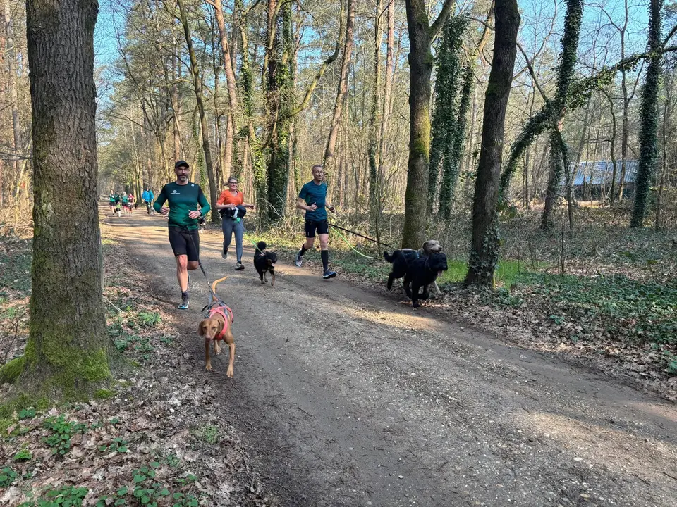 Lopers met honden op een bospad