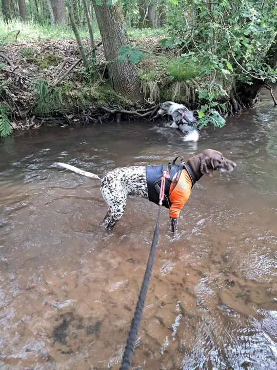Hond verkoelt zich in de beek
